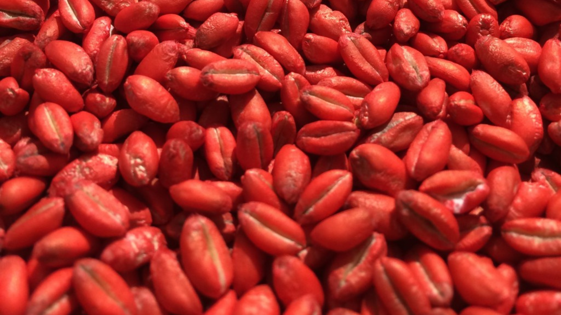 Red Seed colour